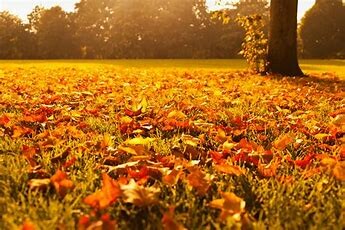Picture of fall leaves on the ground
